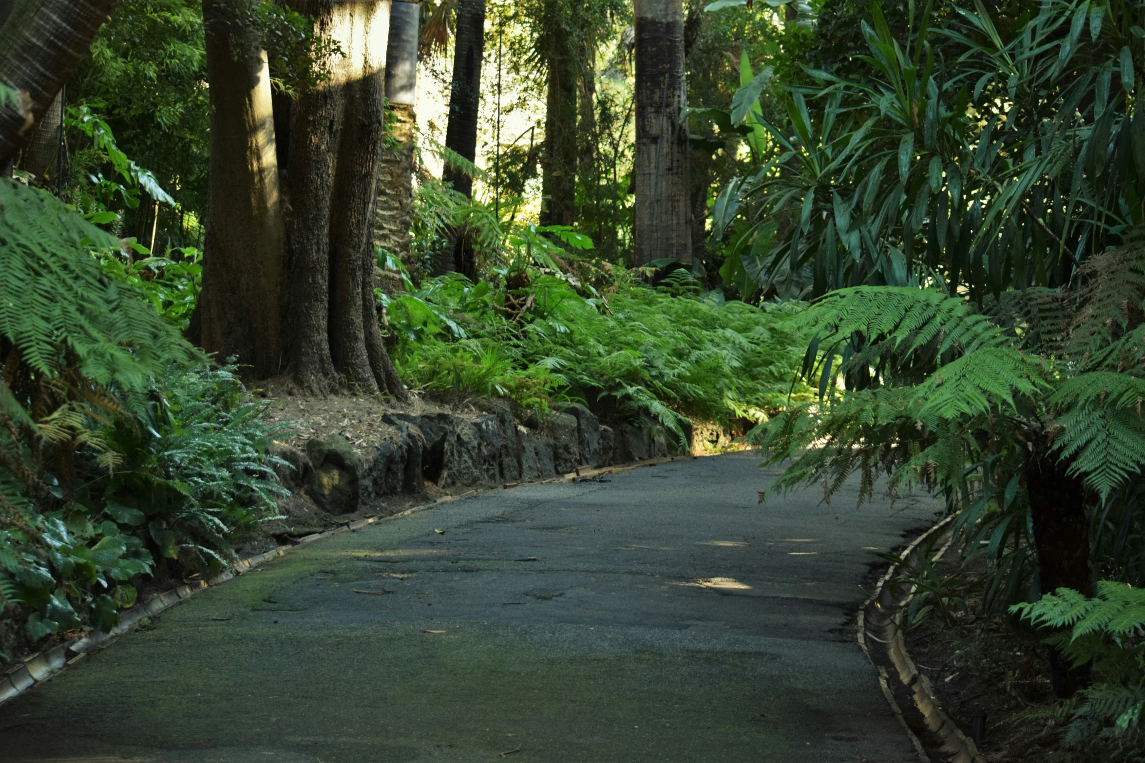 an empty road through the dense green foliage