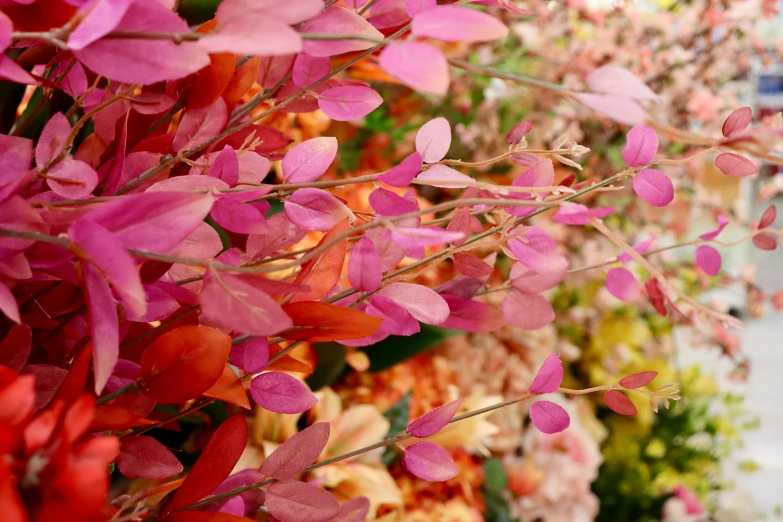 a row of flowers and plants behind each other