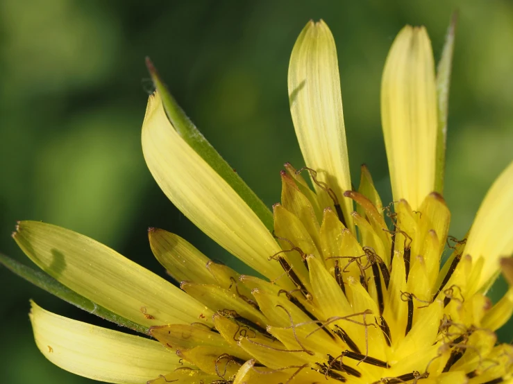 some green bugs are sitting on a yellow flower