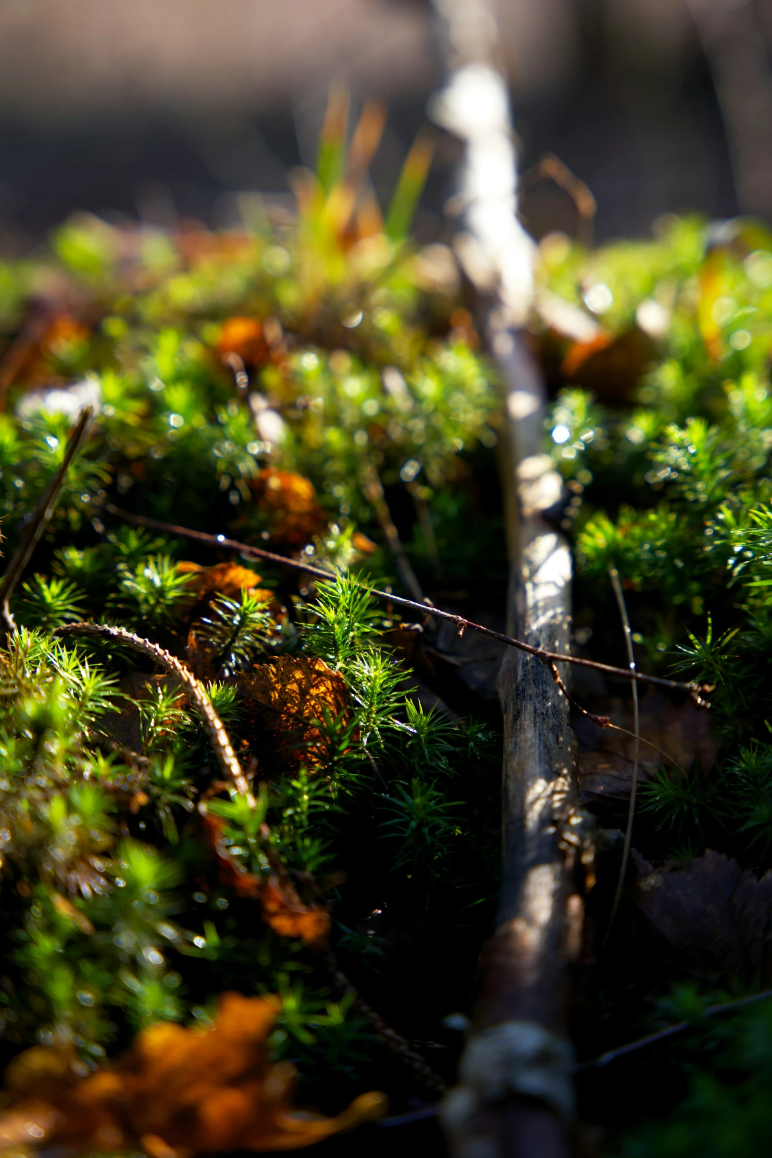 close up po of some kind of mossy plant