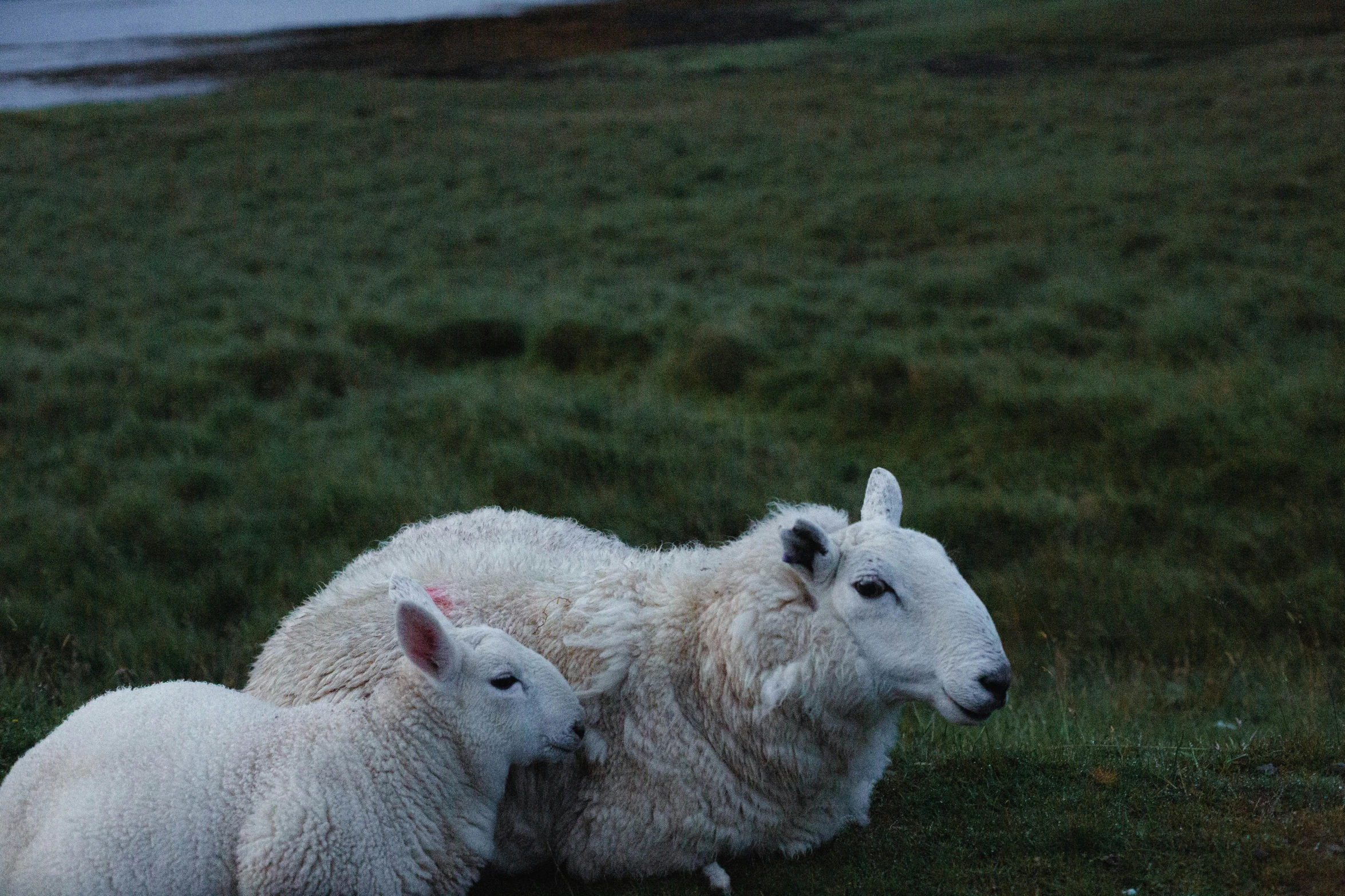 two white lambs resting on the grass together