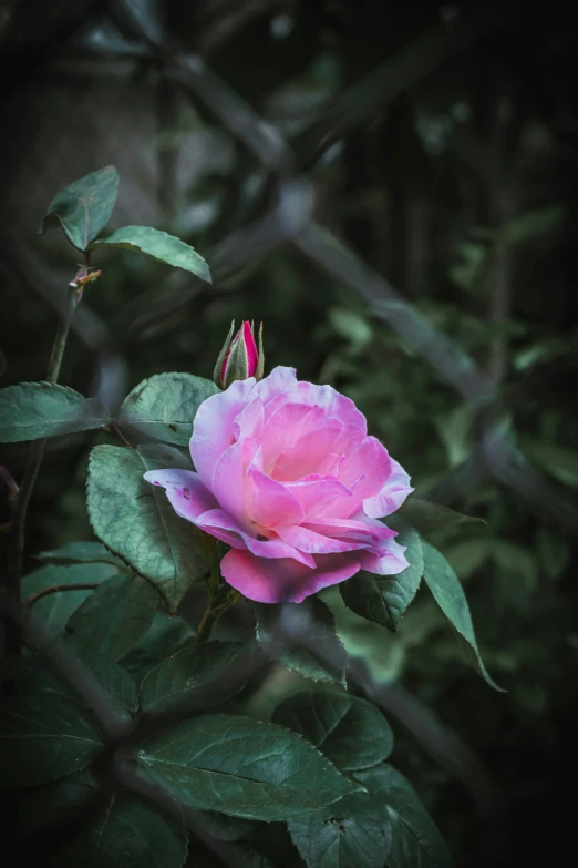 a pink flower with leaves around it's edges