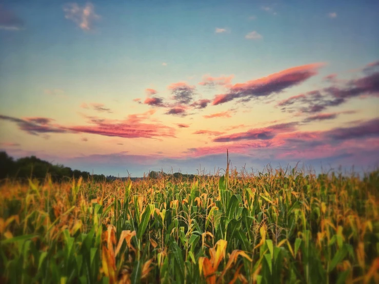 sunset and a field full of grass with bright colors