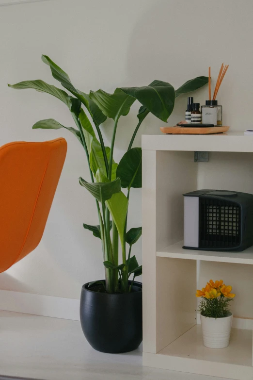 two chairs are seen near some books, and a plant