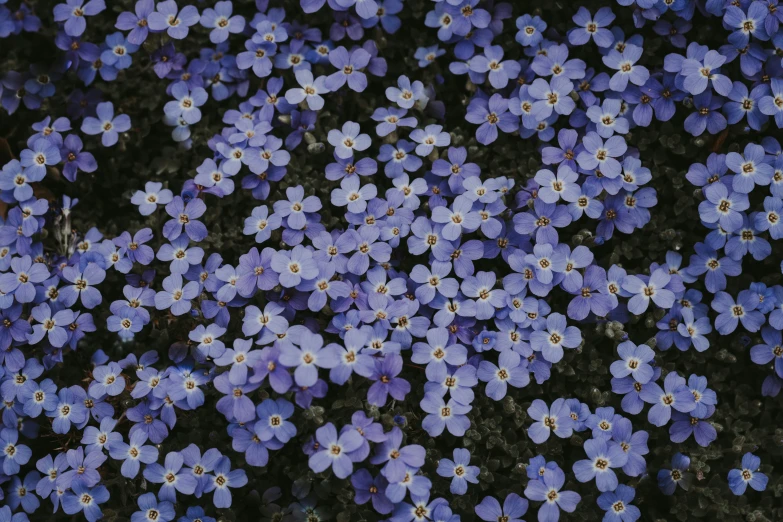 several blue flowers stand in the center of an image