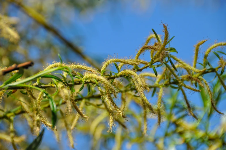 some small green plants hanging from a tree