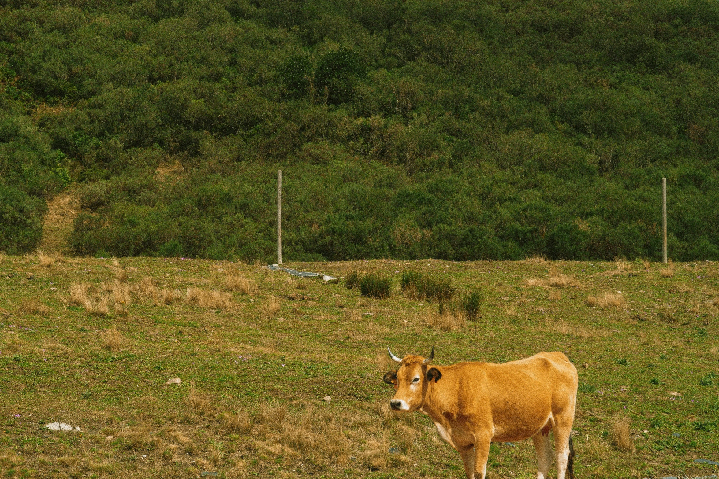 a cow stands in a grassy field by the water