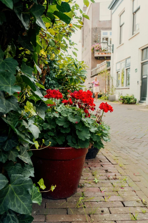 some plants on a cobblestone road are growing out of pots