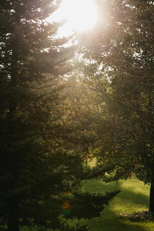 the sun shines through some trees near the ground