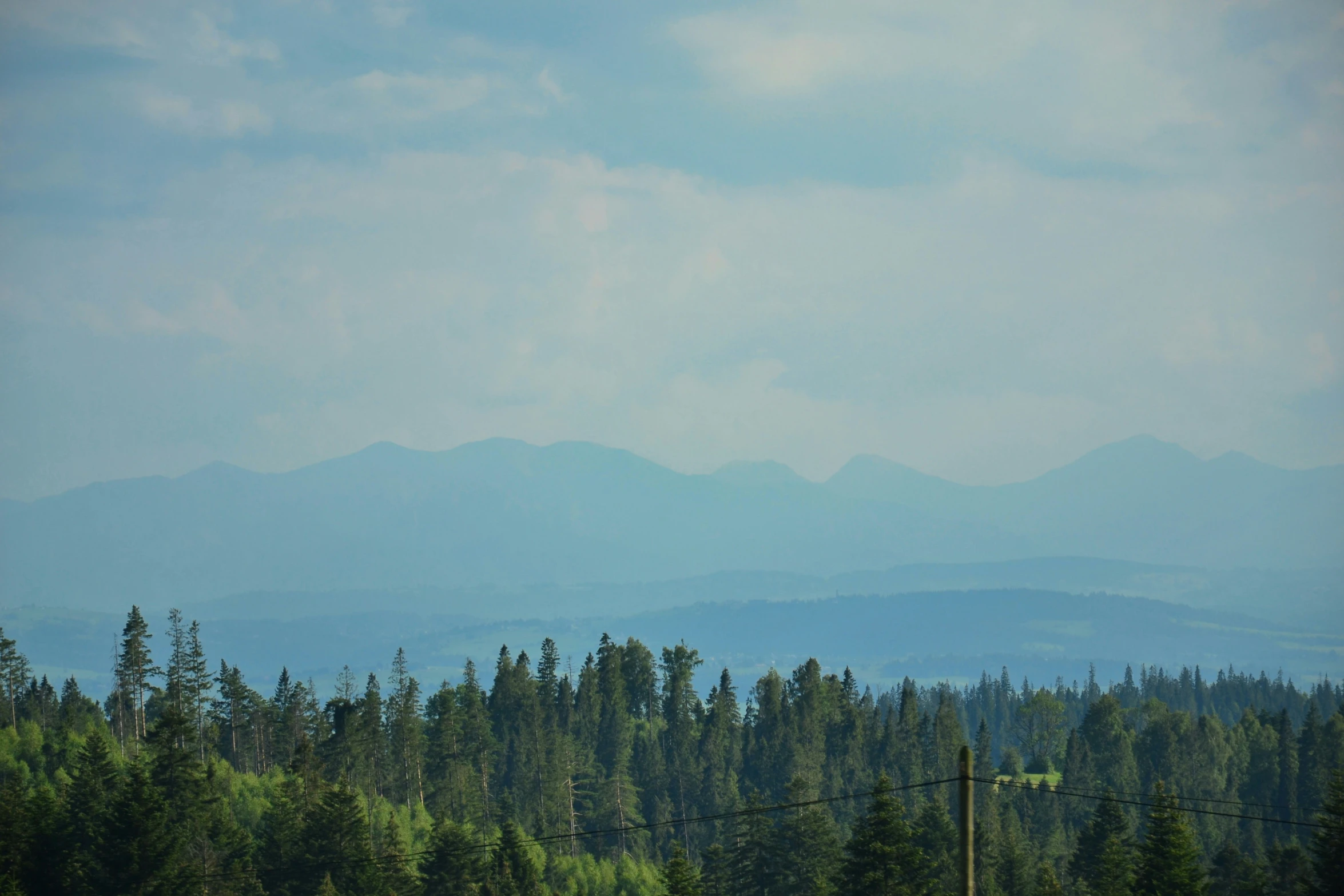 the trees are tall with mountains behind them