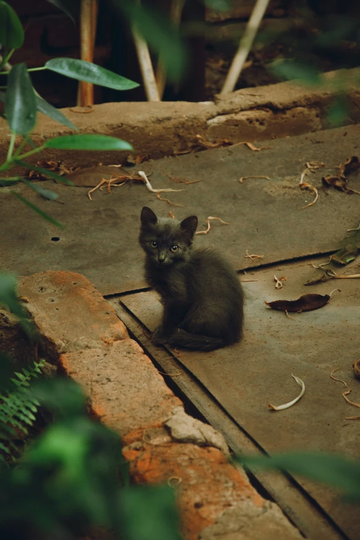 small black cat sitting outside with leaves on the ground