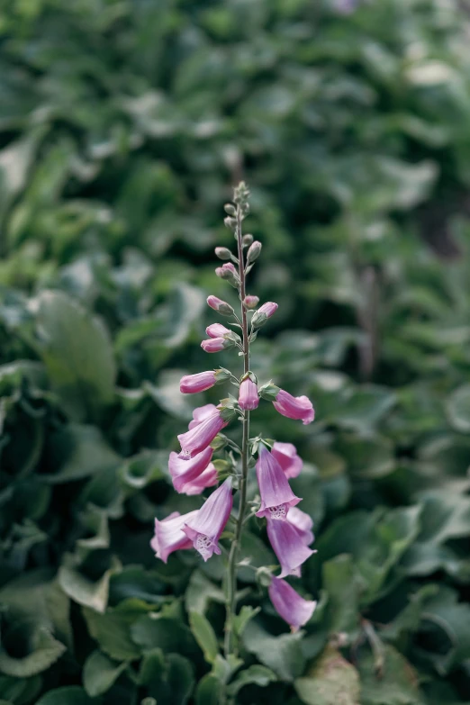 there is a pink flower and a small green leafy plant