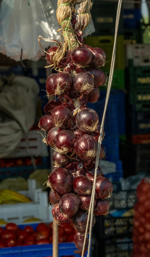 red onions tied in a hanging device in a market