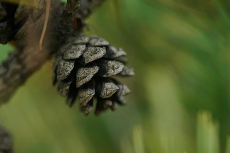 a pine cone that is sitting on a tree