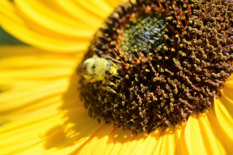 a bee collecting nectar from a large sunflower