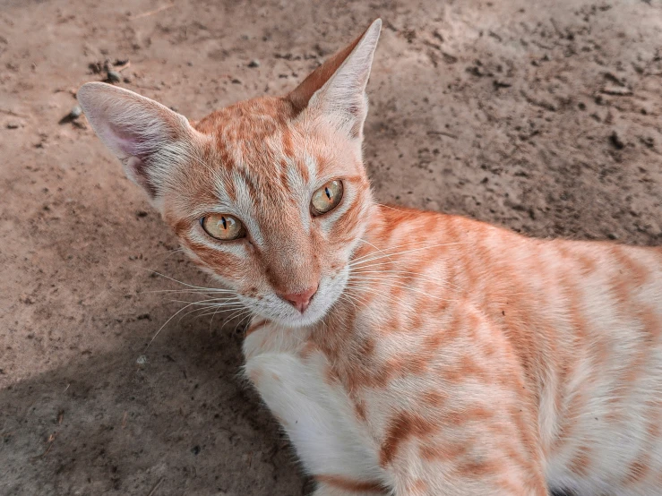 a little tabby cat with brown eyes sitting on the ground