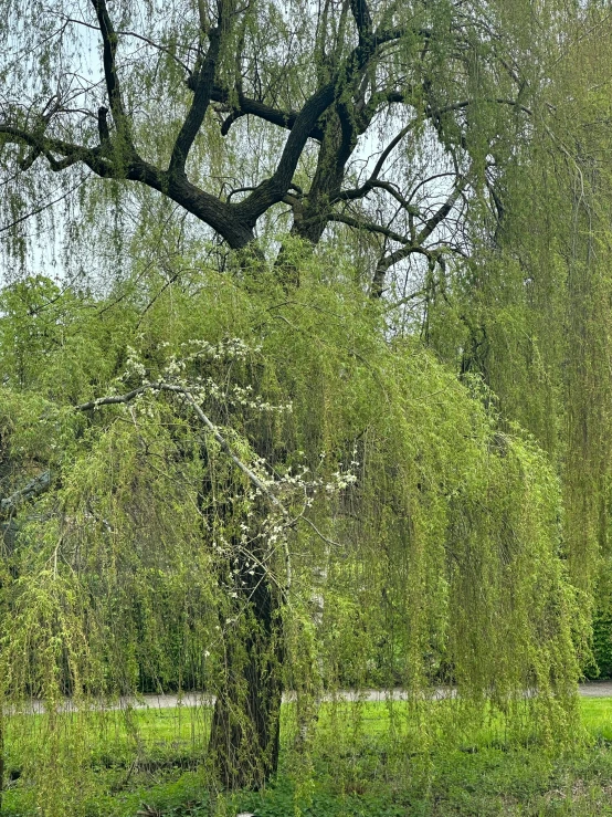 a tree with a nch over the ground