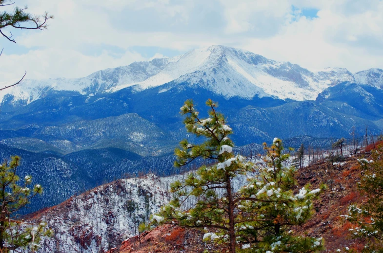 snow covered mountains with pine trees in the foreground