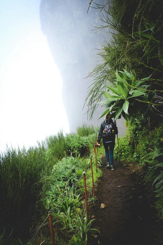 two people stand on a pathway surrounded by tall plants