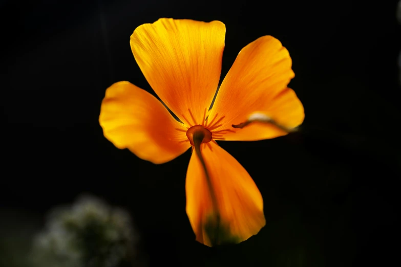 a close up view of an orange flower