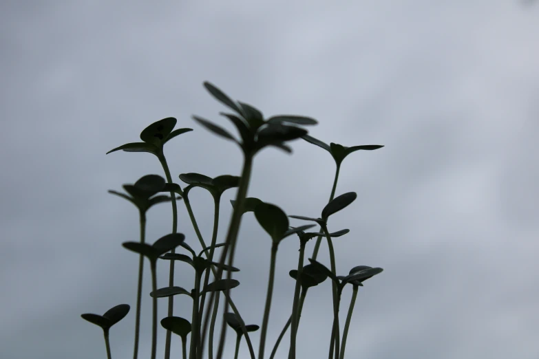 flowers with leaves in silhouette against the sky