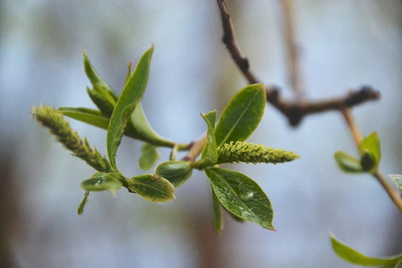 a nch with green leaves on it is seen through the nches