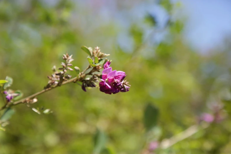 a single flower that is blooming on a twig