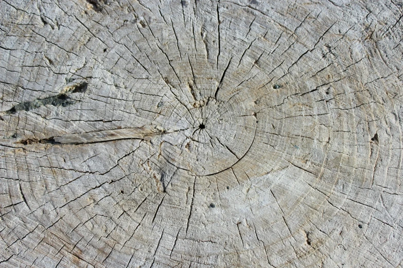 a very large tree with several thin cuts on it