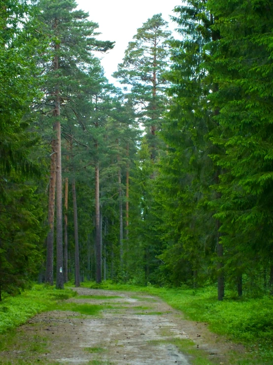 there are trees lining a dirt road and pine trees