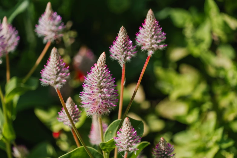 a couple of flowers are growing in the field