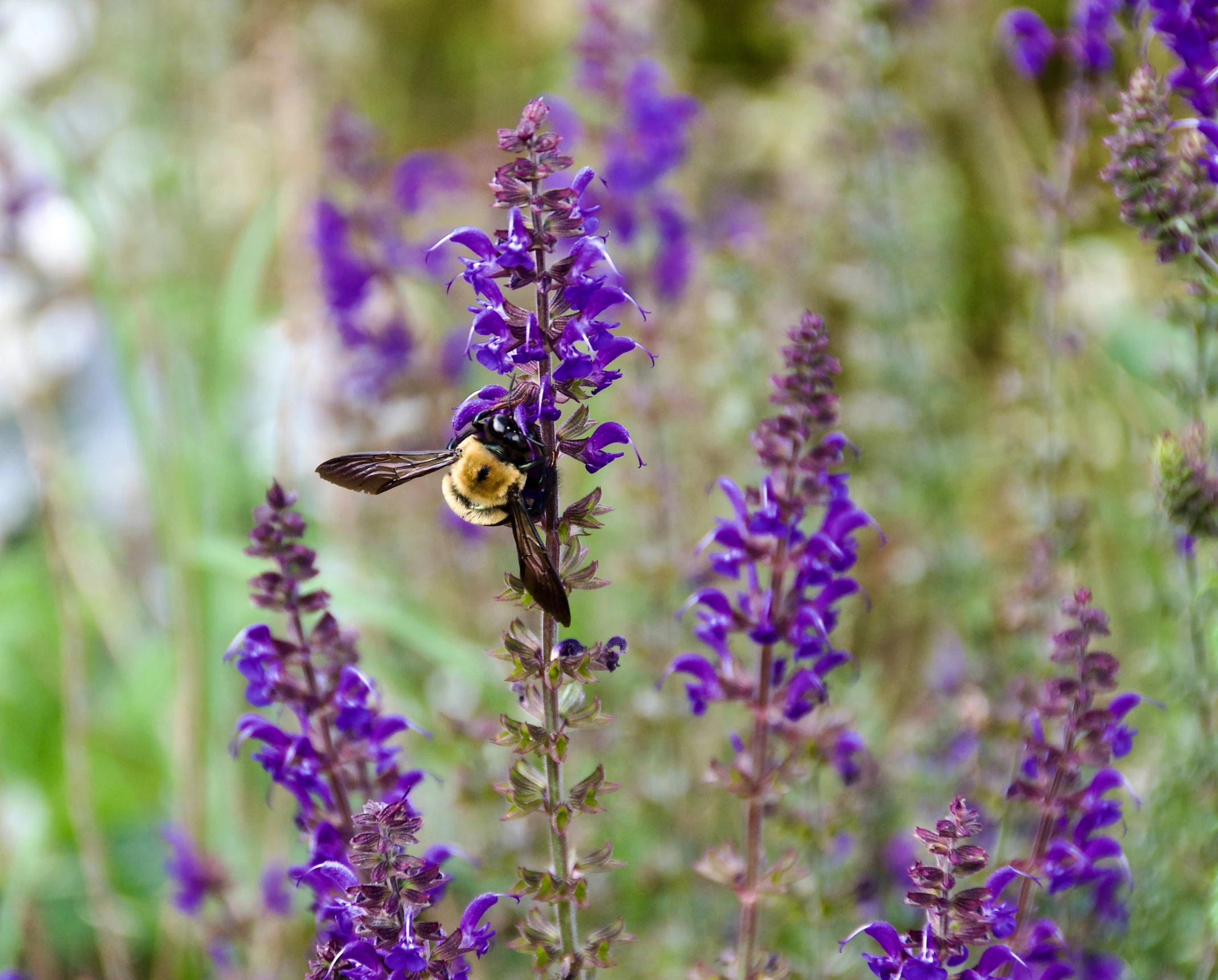 the bee is on a purple flower in the garden