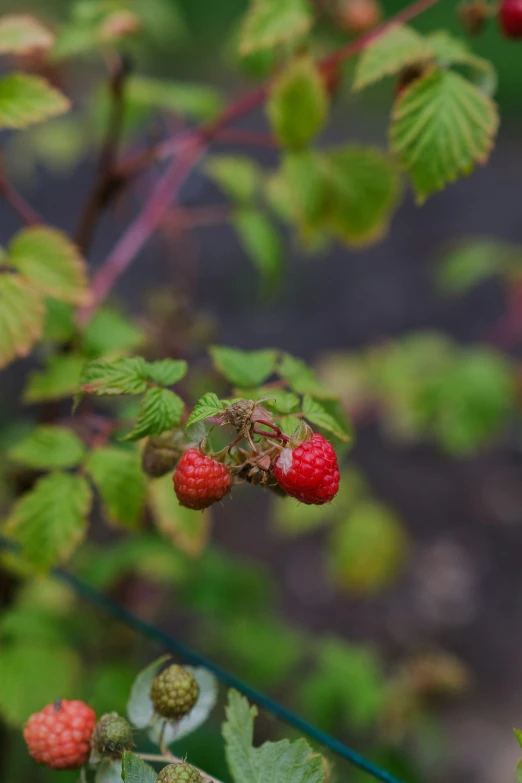 raspberries with green leaves are on the nch