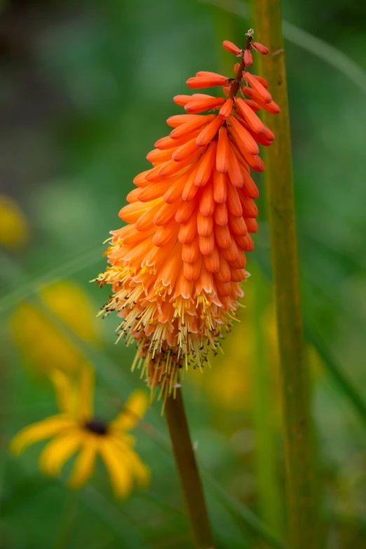 an orange flower is in the middle of a field