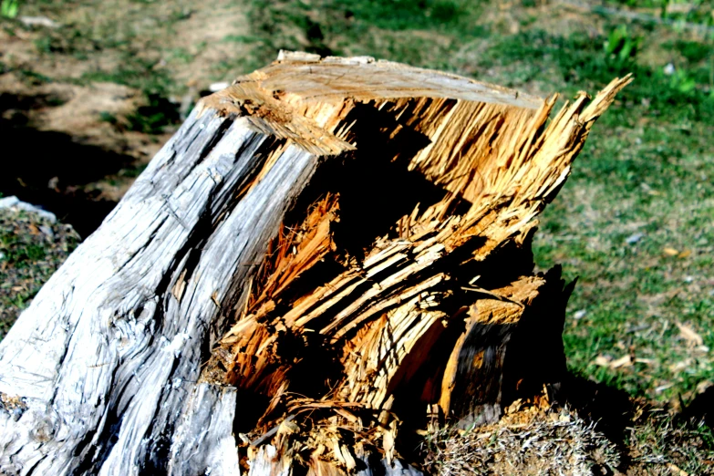 a split tree log on the ground in the grass