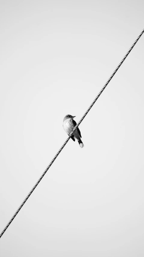 a black and white po of two birds sitting on top of wires