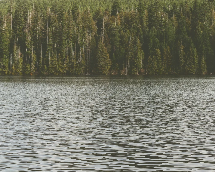 a group of trees near water in a forest