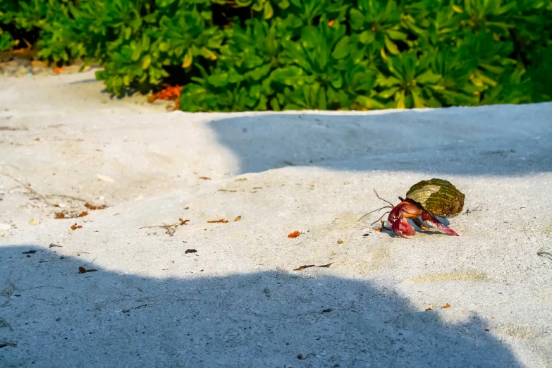 a small bug with a colorful tail on the sand