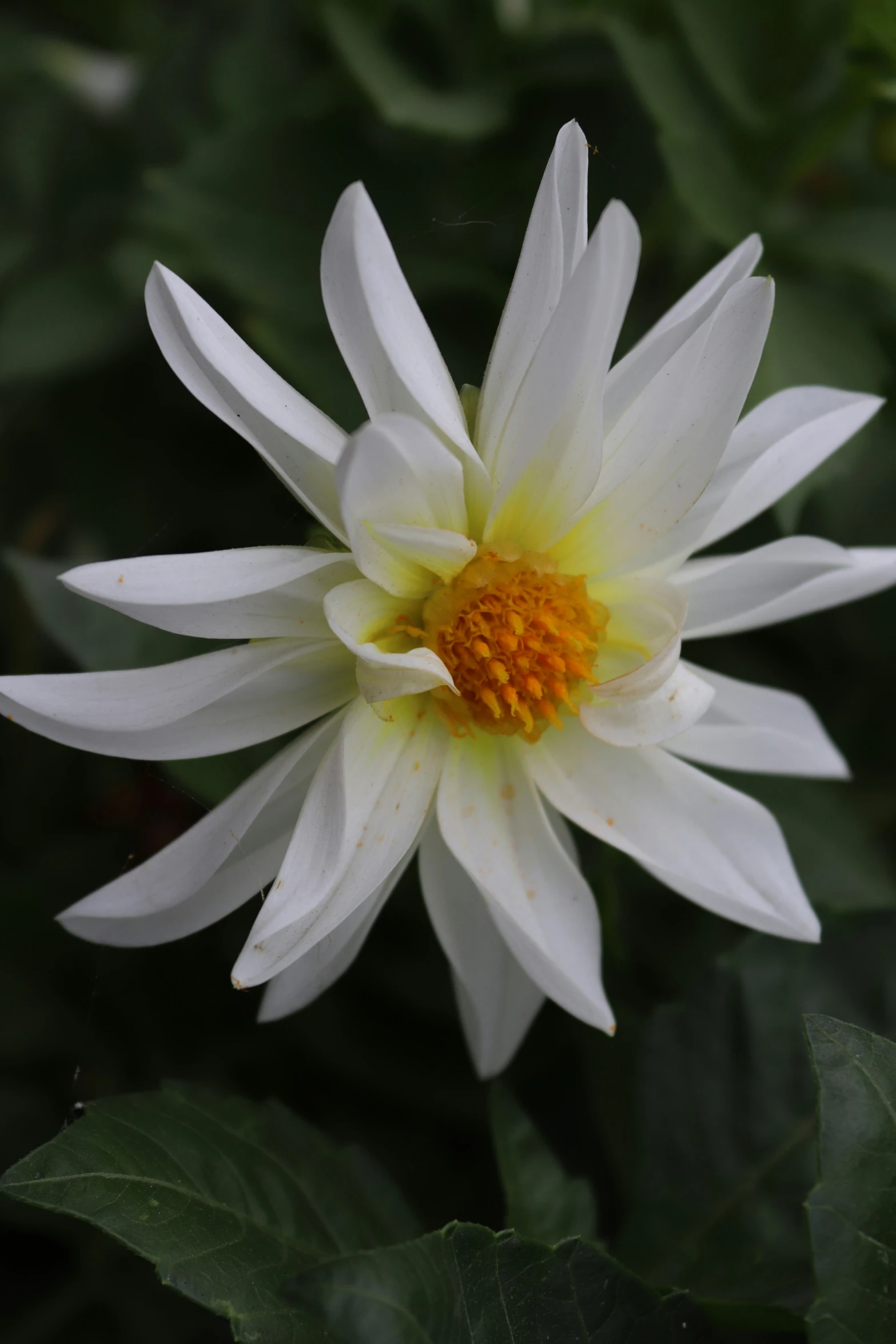 a white and orange flower is close up