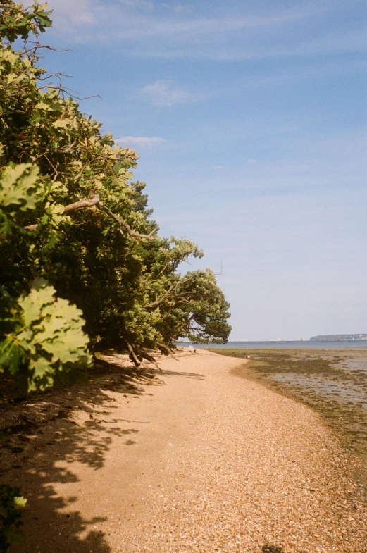 a sandy beach area with trees and water in the distance