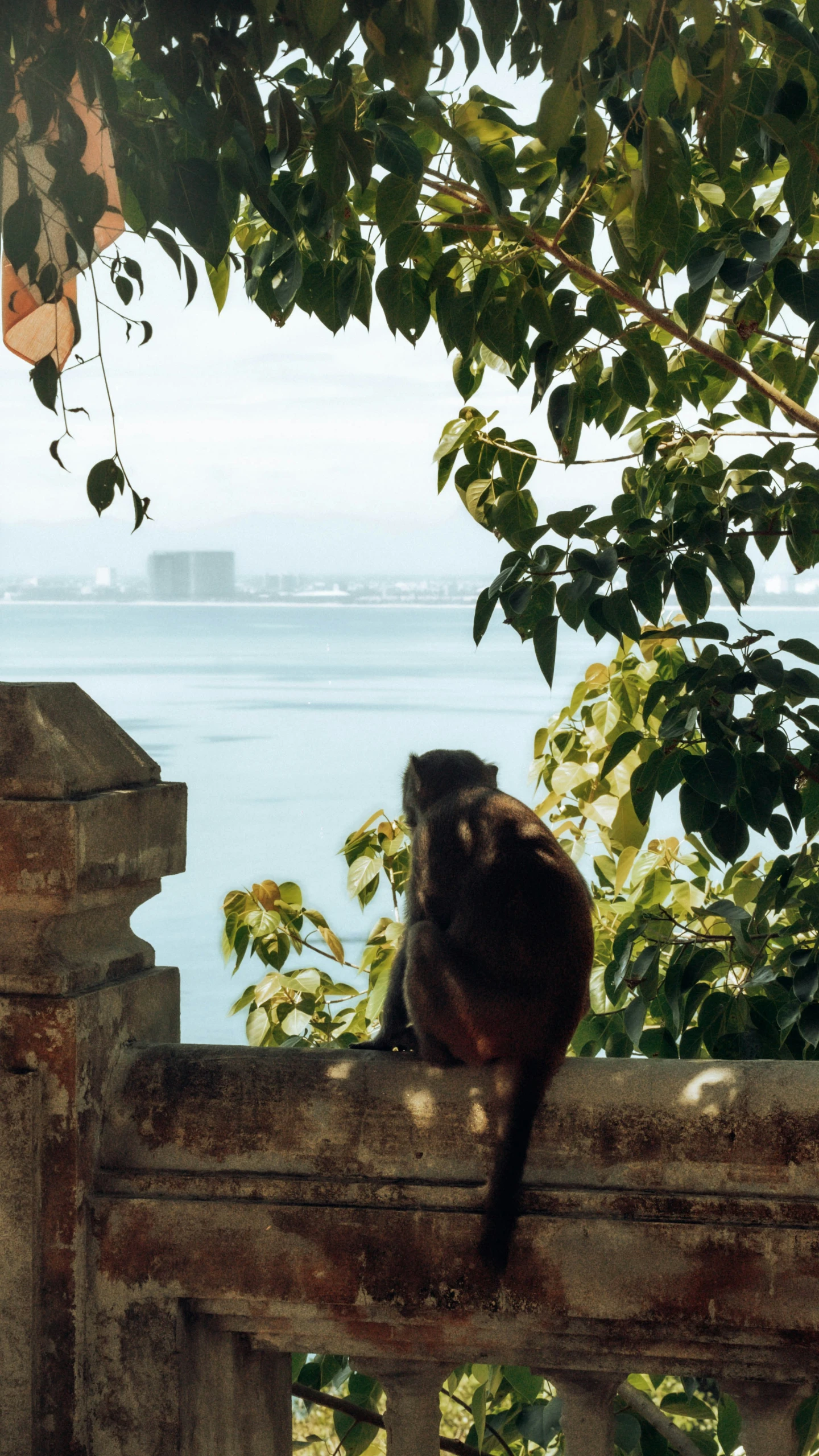 a cat sitting on top of a wooden fence