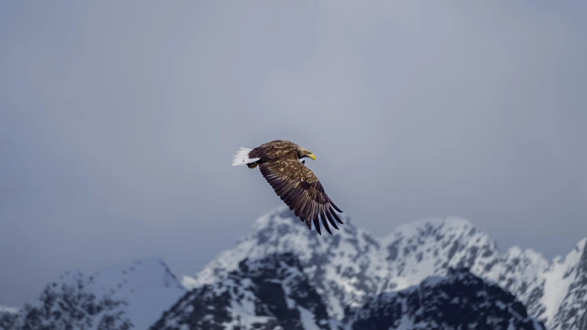an eagle flying in the air over a mountain range