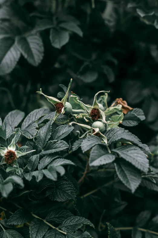 a close - up image of green leaves with brown flowers