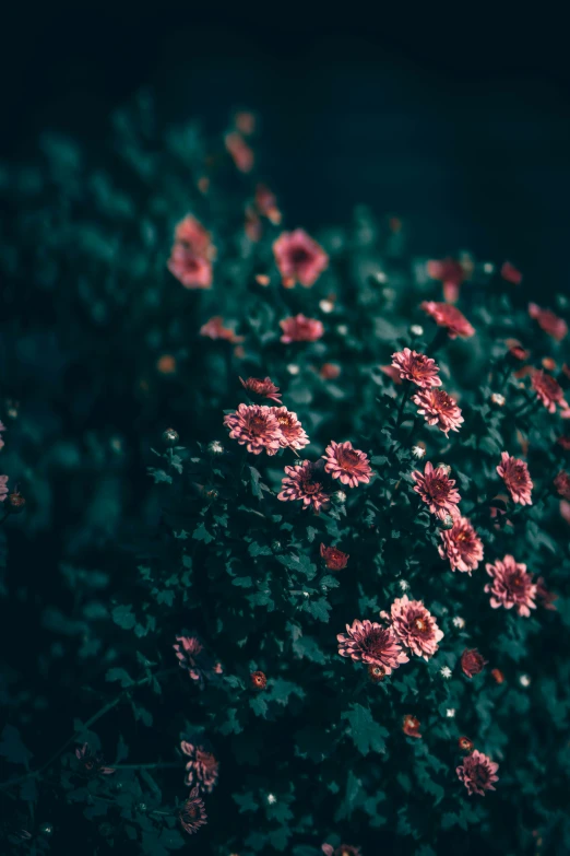 some pink flowers growing from the side of a plant