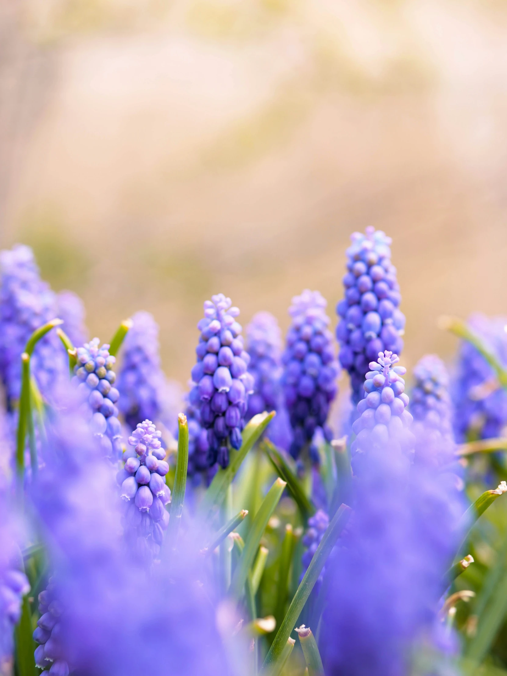 a group of purple flowers that are standing in the grass