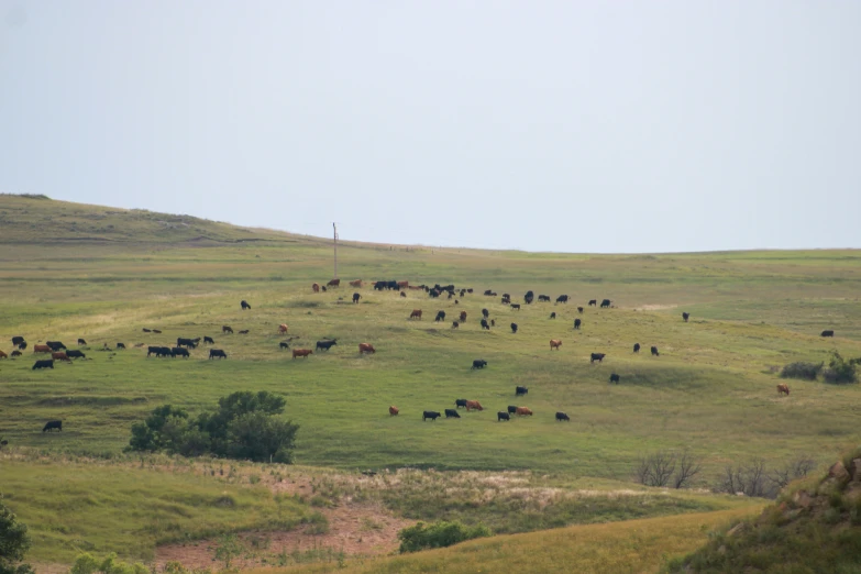 many cows are grazing on a green field