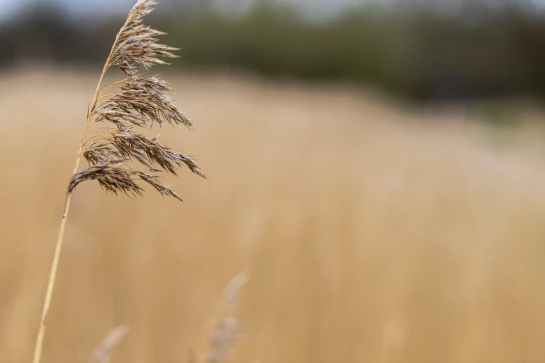 a plant with small thin nches is standing in the grass