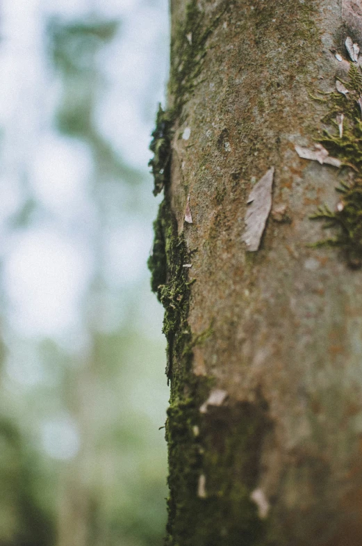 a close up of some moss growing on a tree