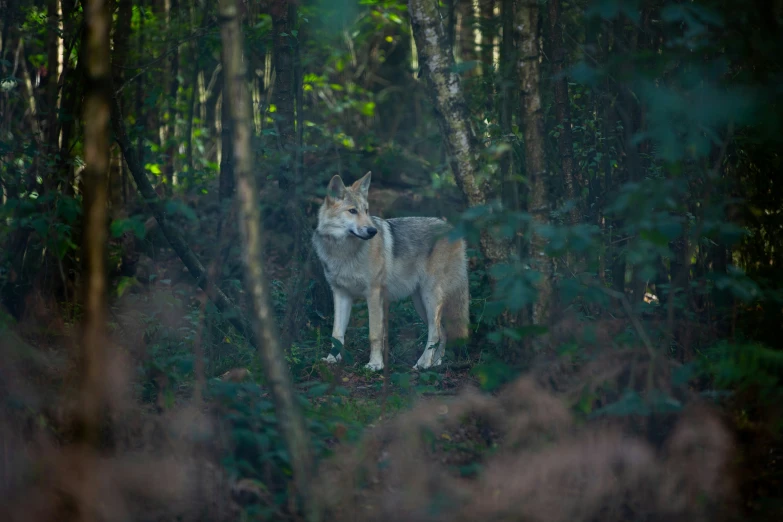 a wolf standing alone in the woods looking around