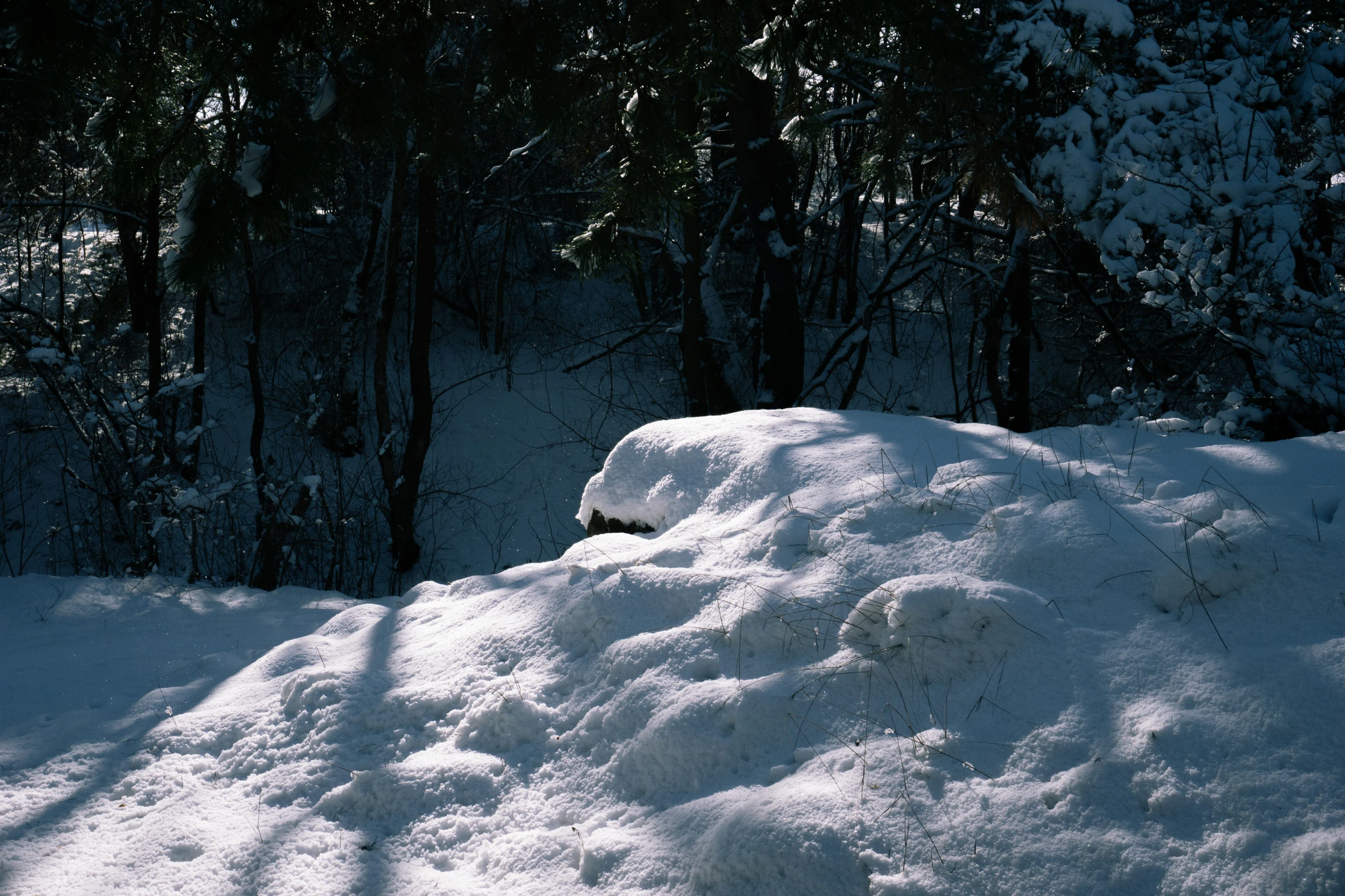 a pile of snow sitting in the middle of a forest