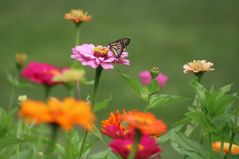 a large erfly perched on top of pink flowers